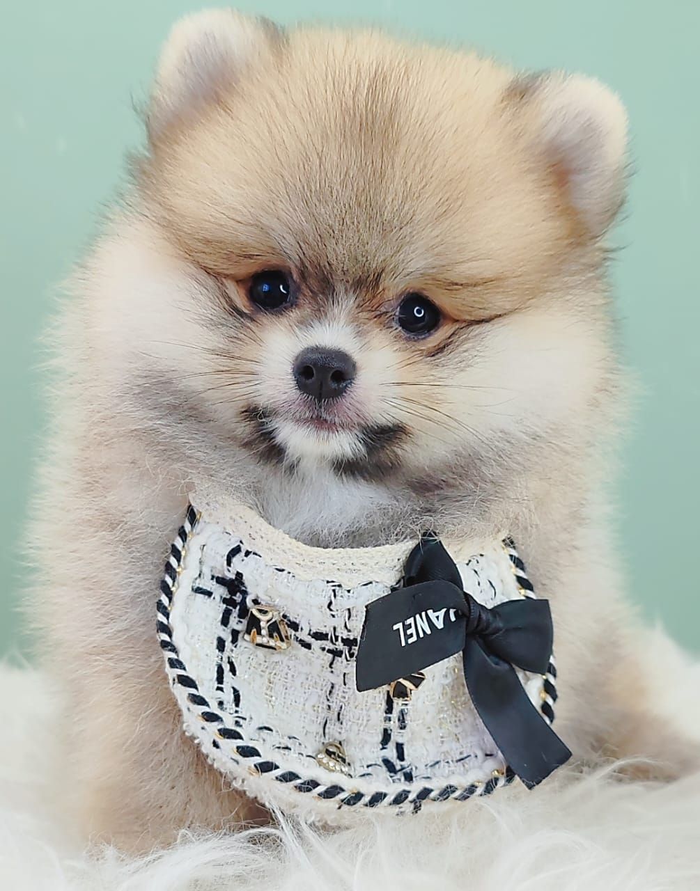 Pomeranian 博美