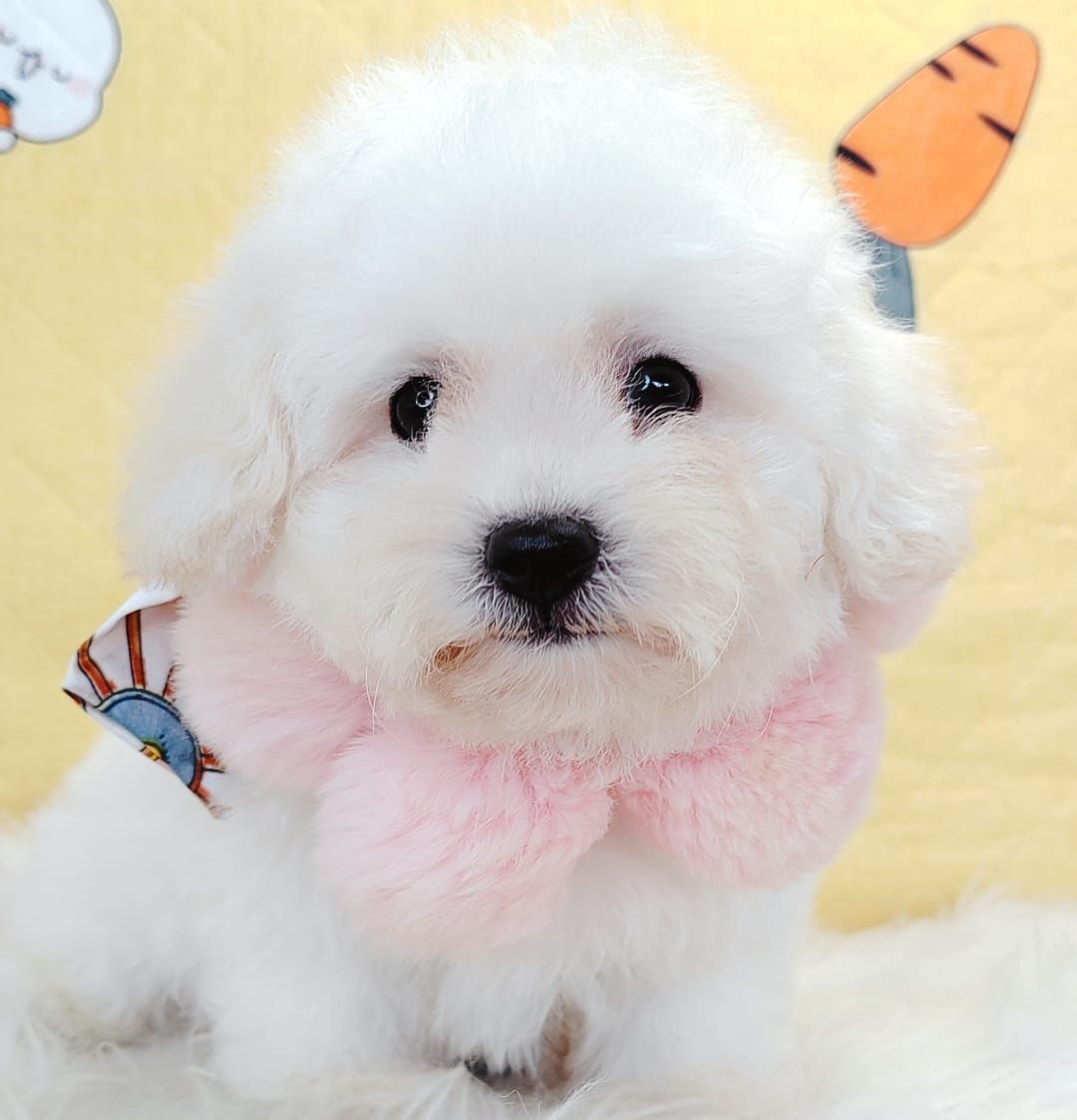 Bichon Frise 比熊