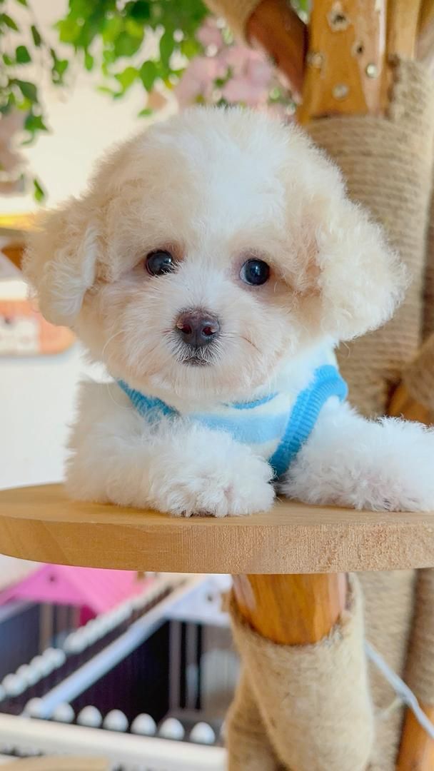 Poodle 娉拌开璐靛