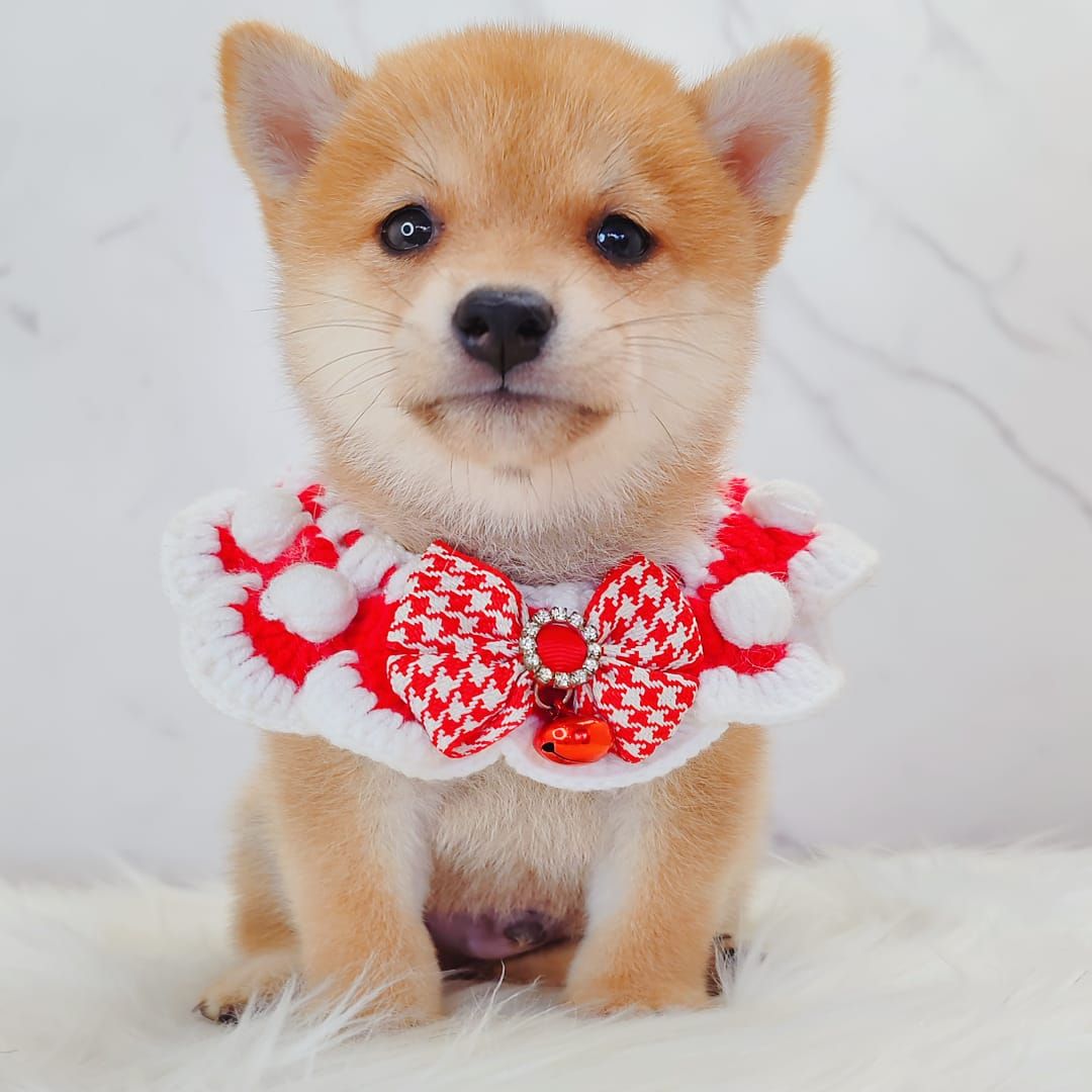 MameShiba Inu 豆柴柴犬