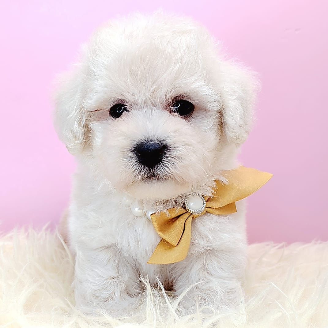 Poodle 娉拌开璐靛