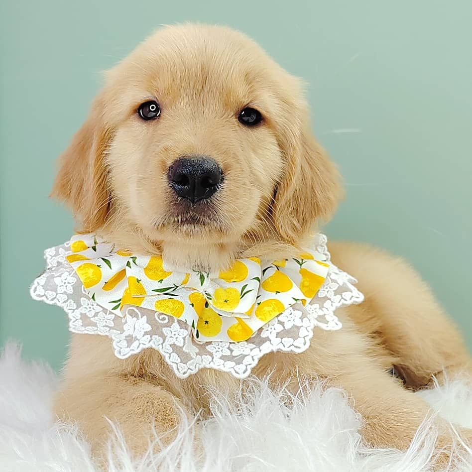 Golden Retriever 黄金猎犬