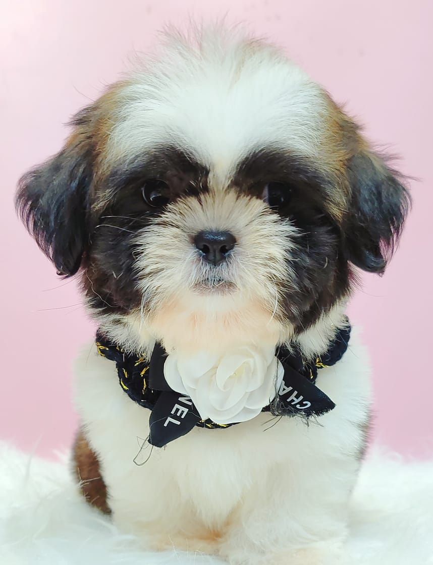 Shih Tzu 西施