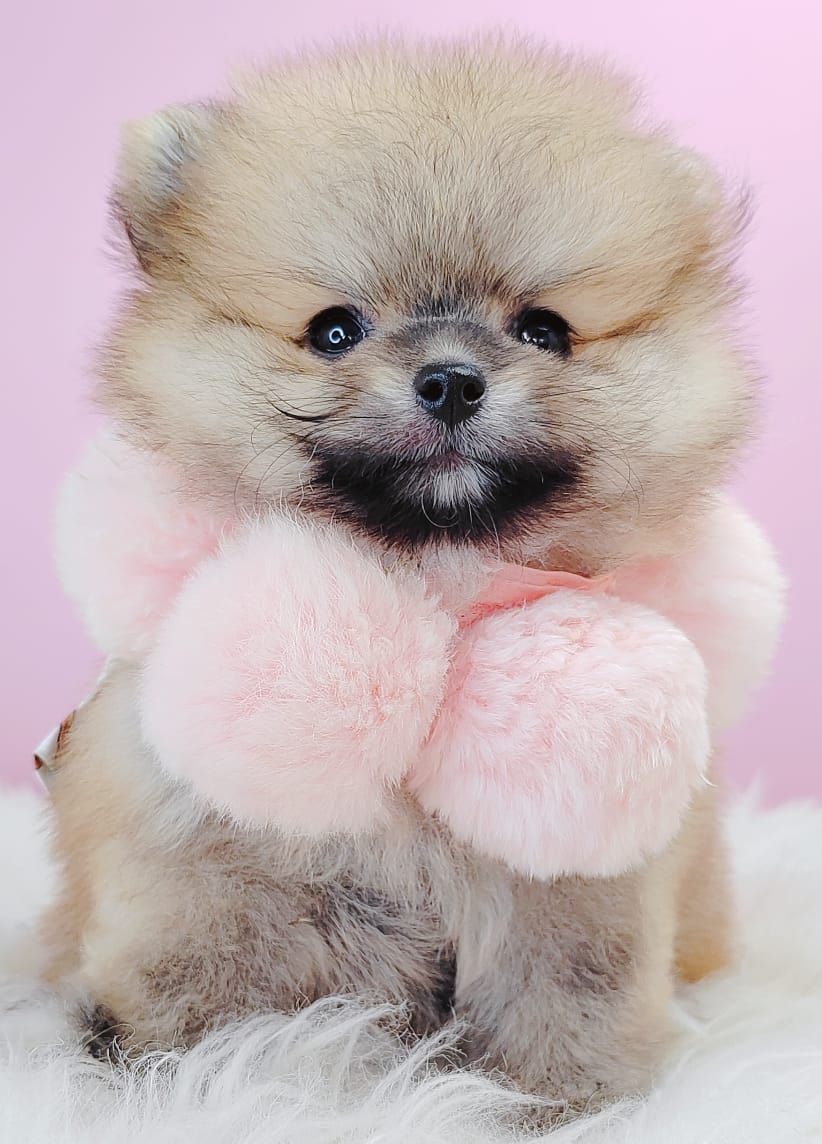 Pomeranian 博美