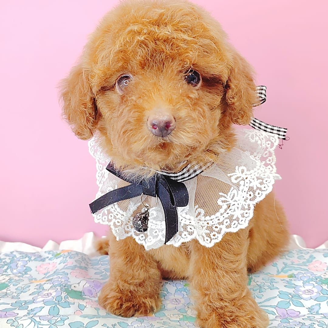 Poodle 娉拌开璐靛