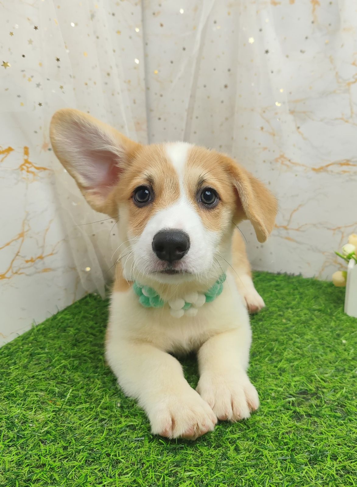 Welsh Corgi 柯基