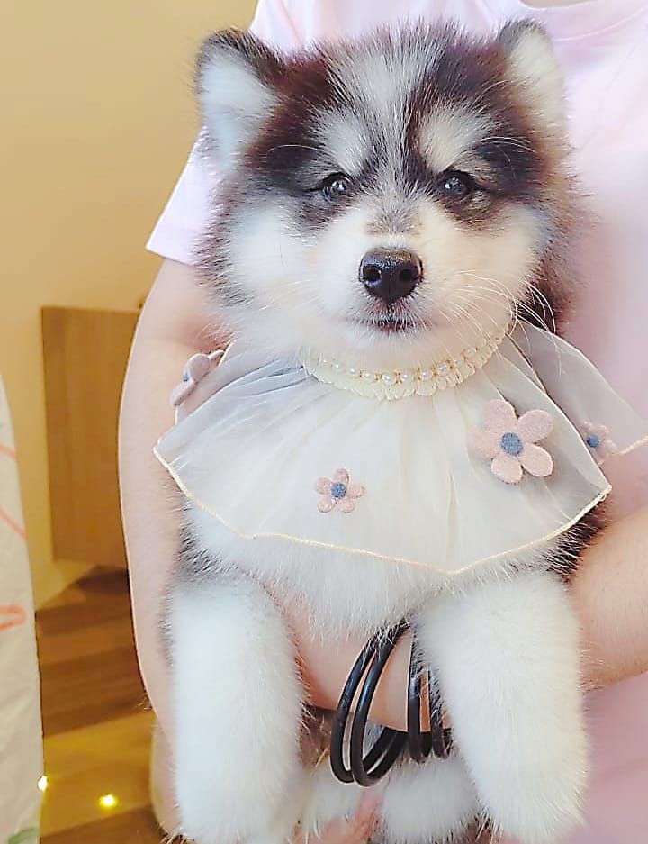 Wooly Husky 哈士奇