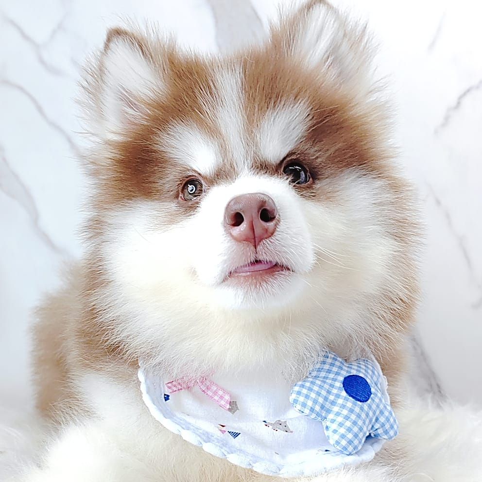 Wooly Husky 哈士奇