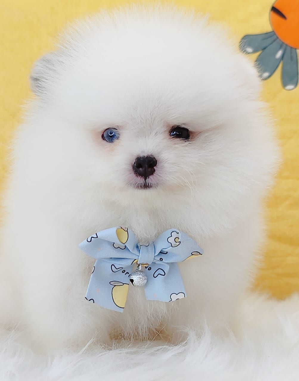 Pomeranian 博美