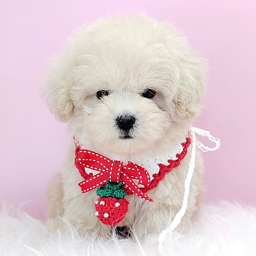 Poodle 娉拌开璐靛