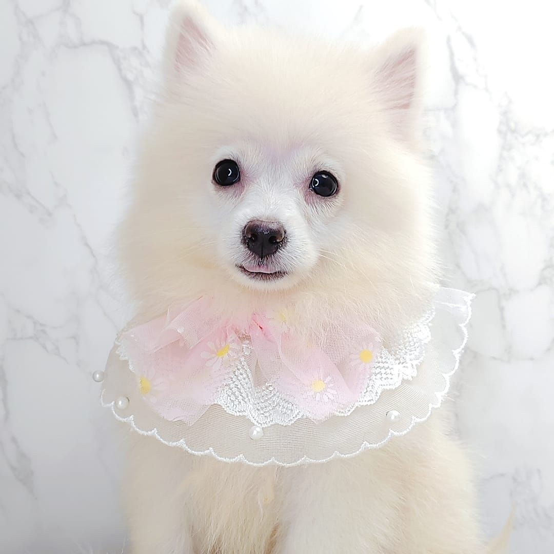 Pomsky 博士奇