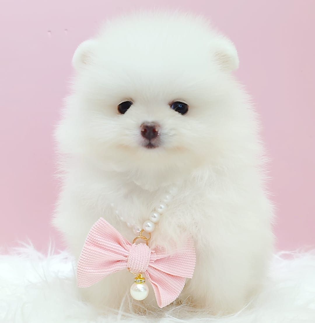 Pomeranian 博美