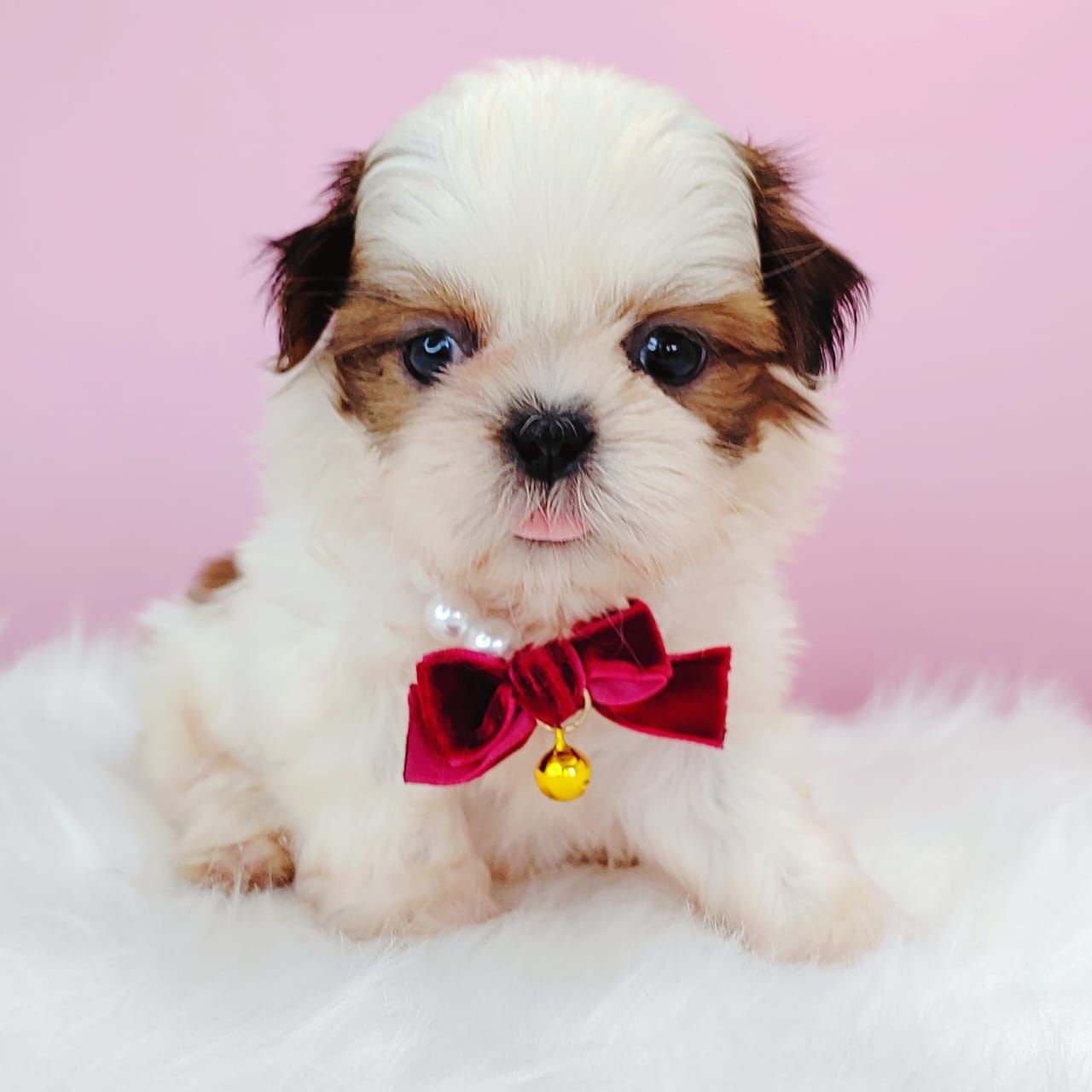 Shih Tzu 西施