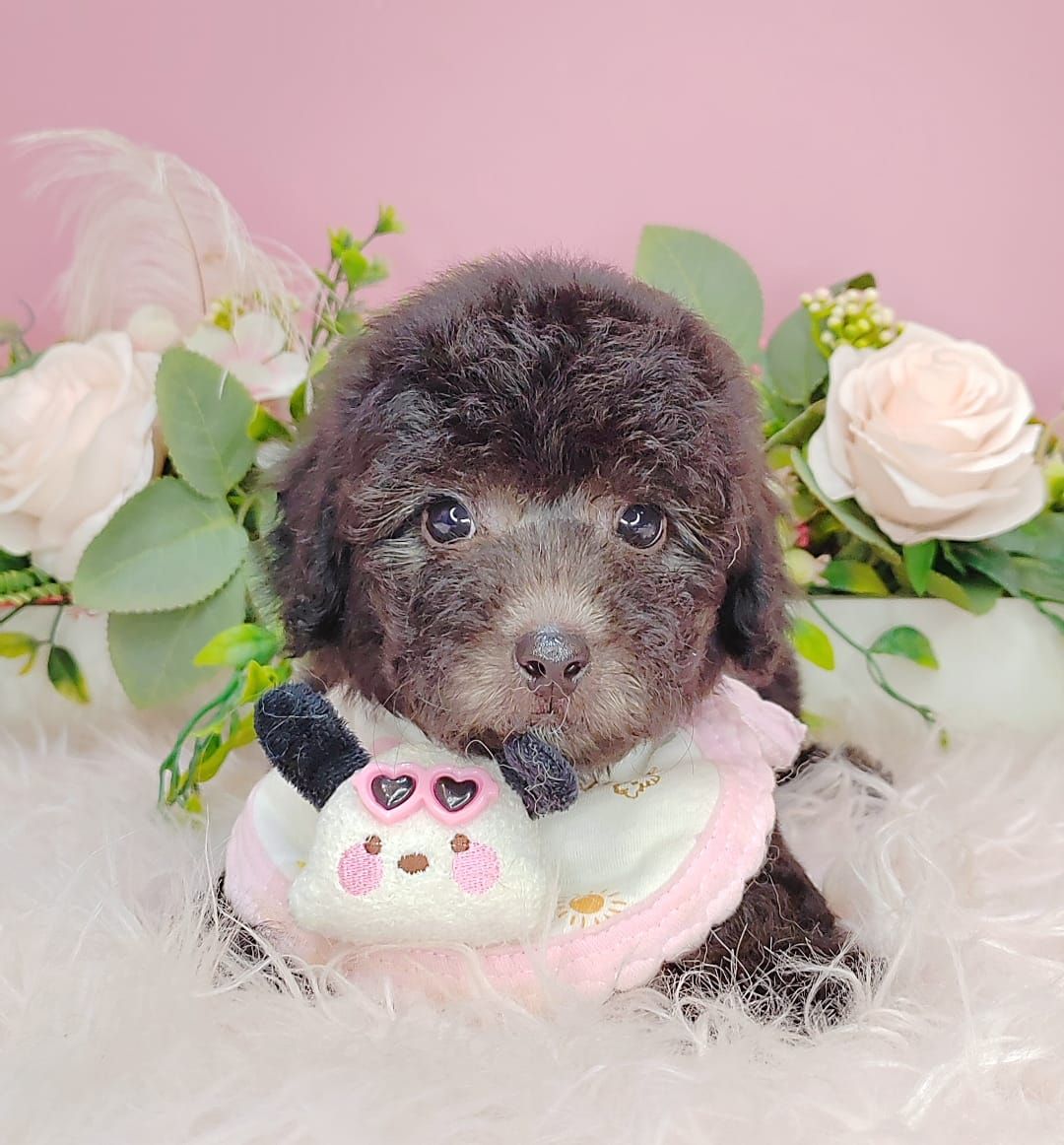 Poodle 娉拌开璐靛