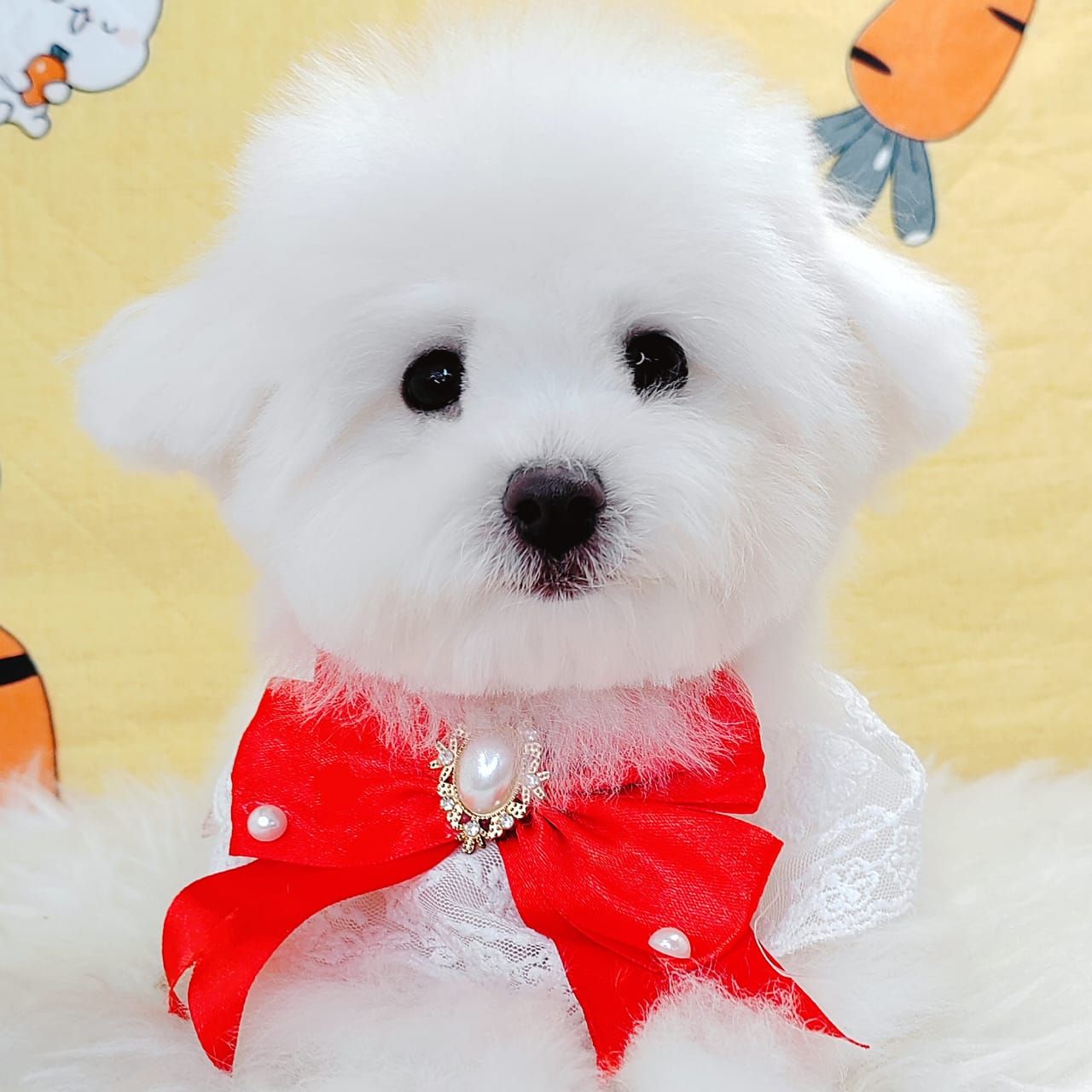 Maltipoo 马尔泰迪