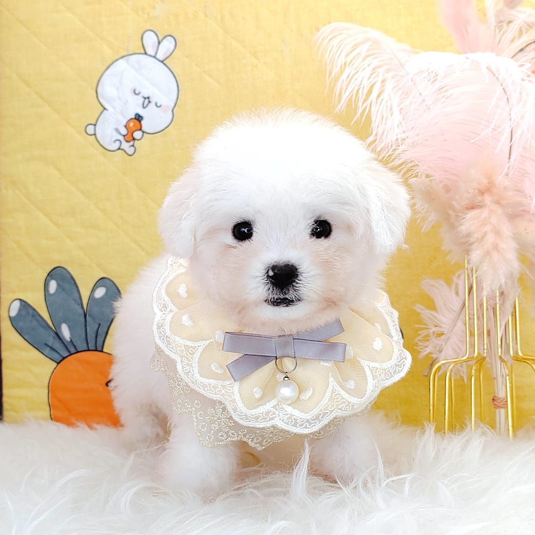 Bichon Frise 比熊