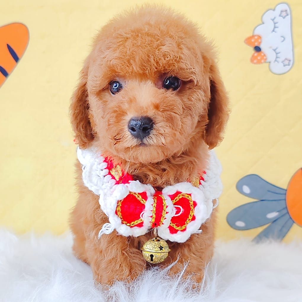 Poodle 娉拌开璐靛
