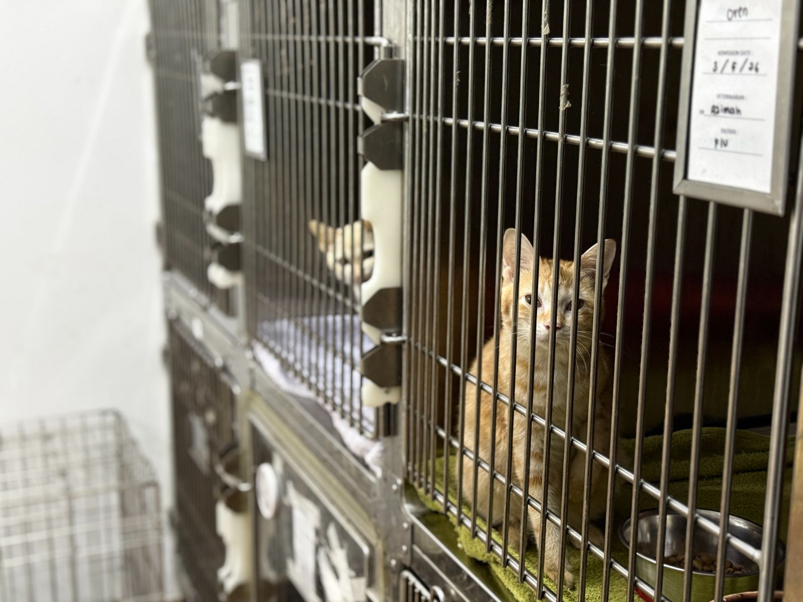 Cat Hospitalisation Ward (Cat Friendly)