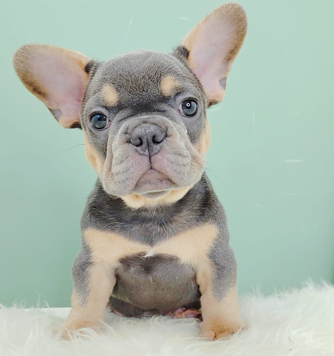 French Bulldog 法斗