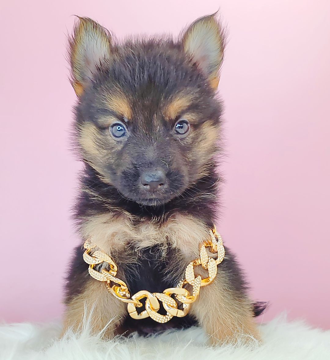 German Shepherd 德国牧羊犬