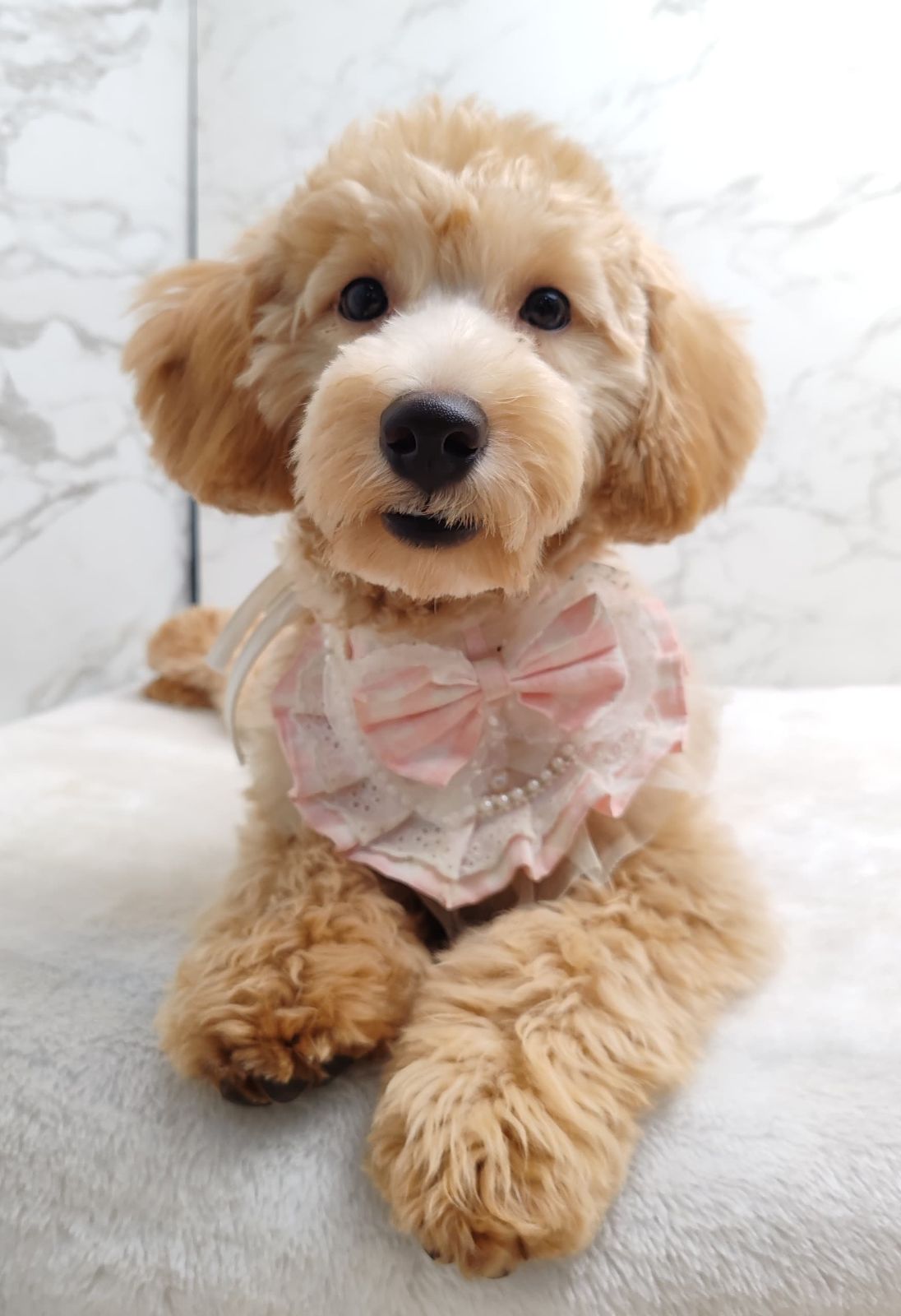 Poodle 娉拌开璐靛
