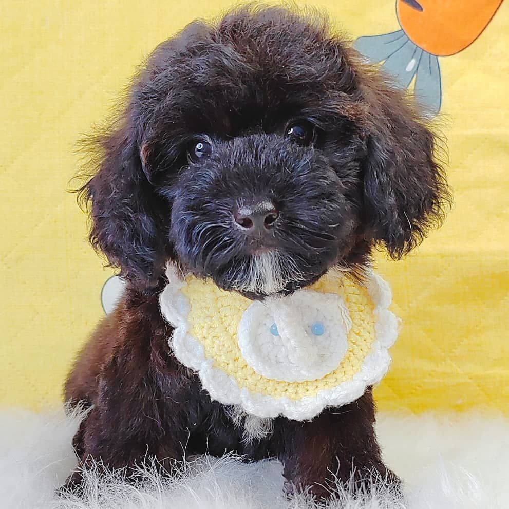 Poodle 娉拌开璐靛