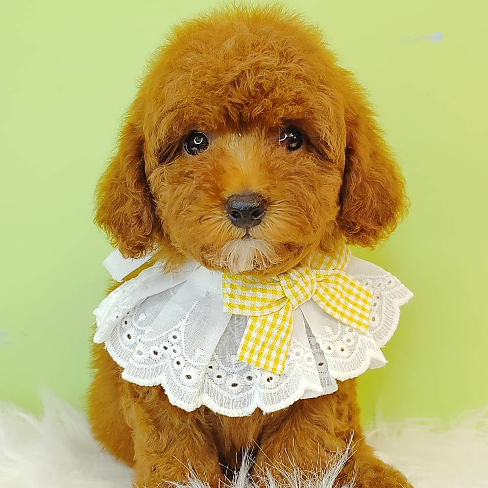 Poodle 娉拌开璐靛