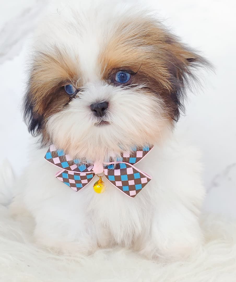 Shih Tzu 西施