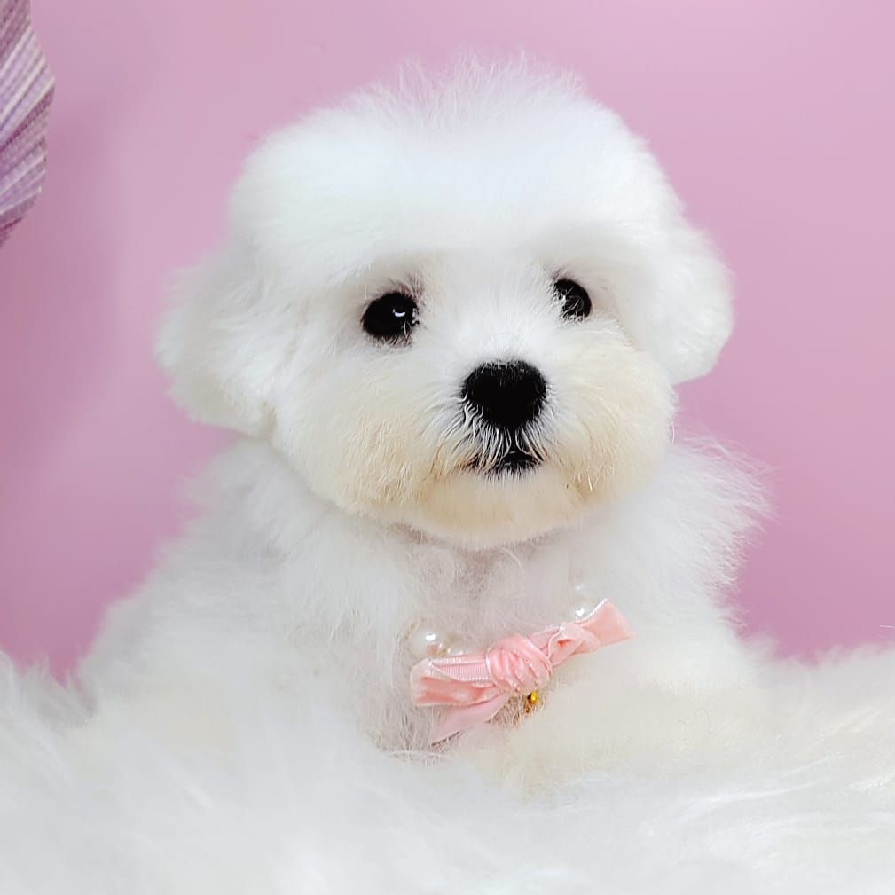 Bichon Frise 比熊