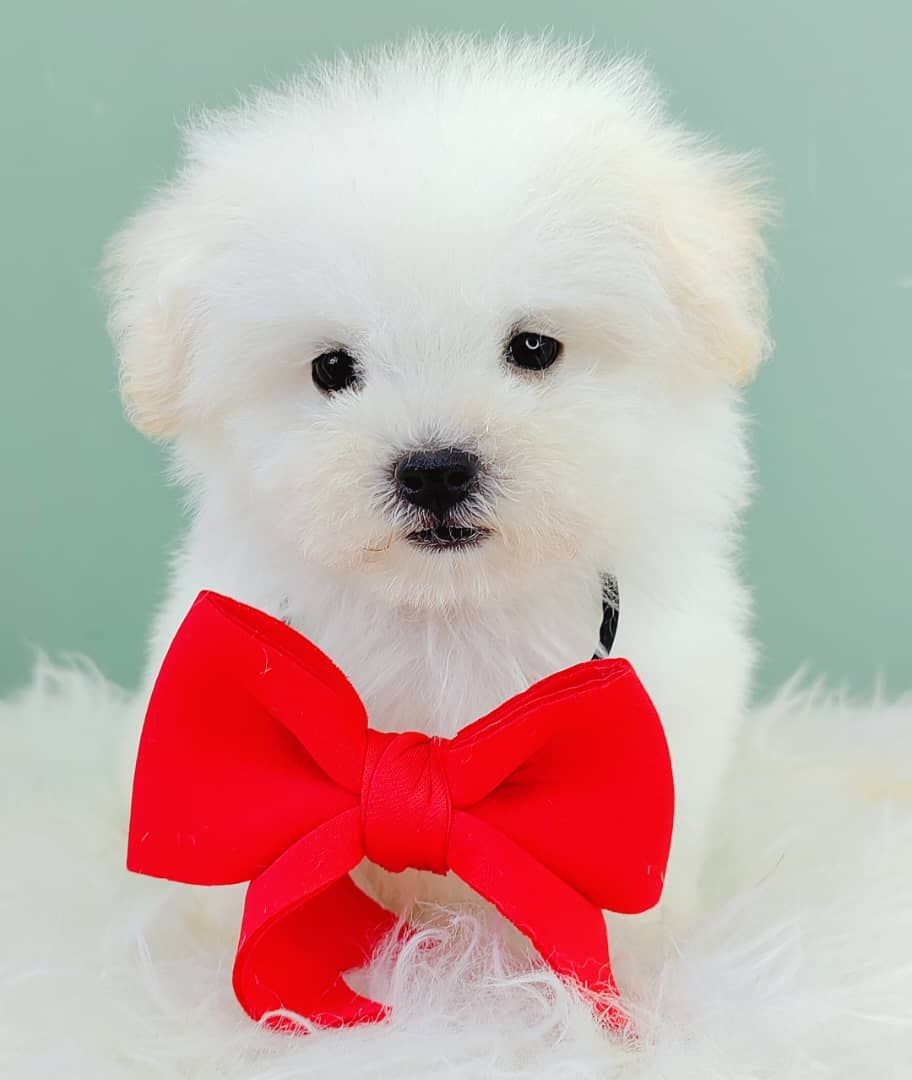 Maltipoo 马尔泰迪
