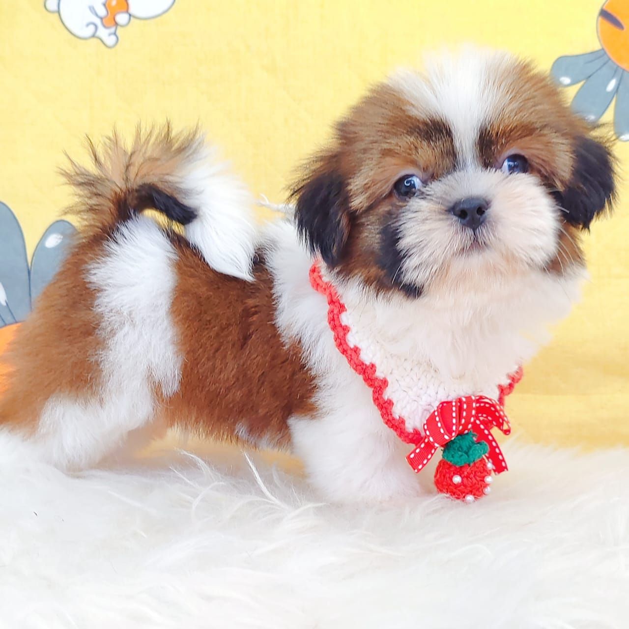 Shih Tzu 西施