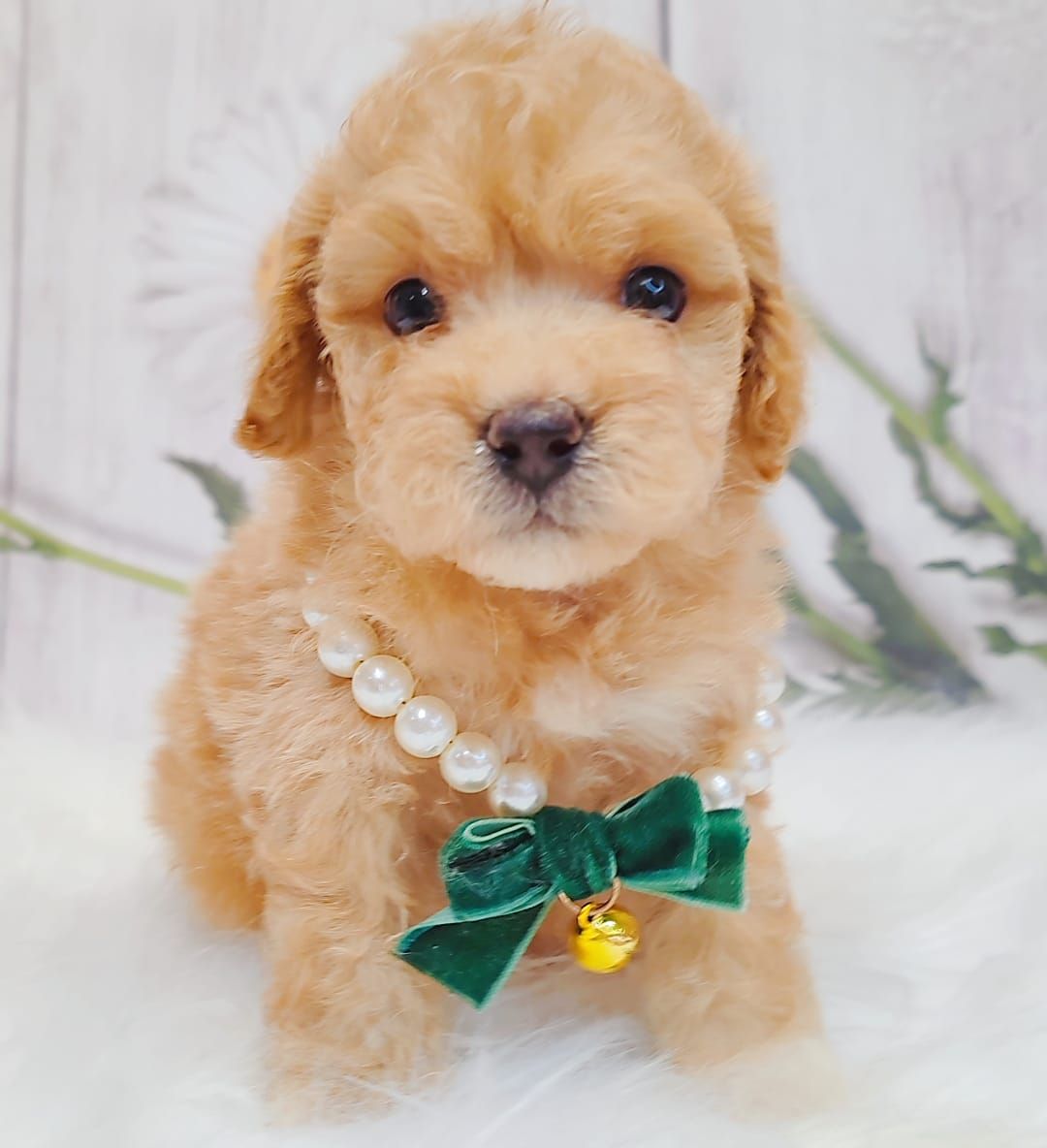 Maltipoo 马尔泰迪