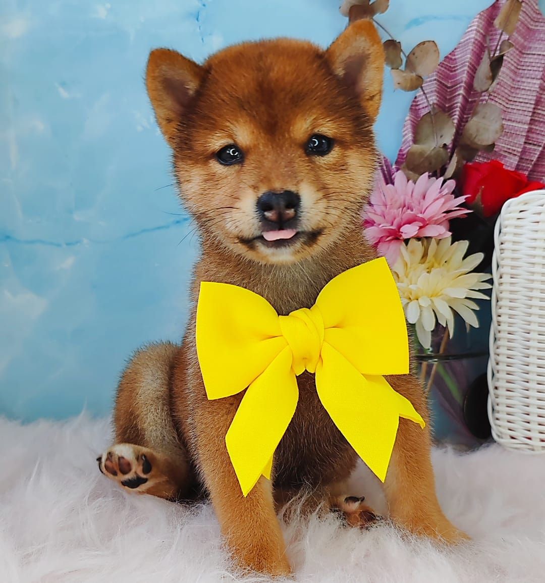 Shiba Inu 柴犬