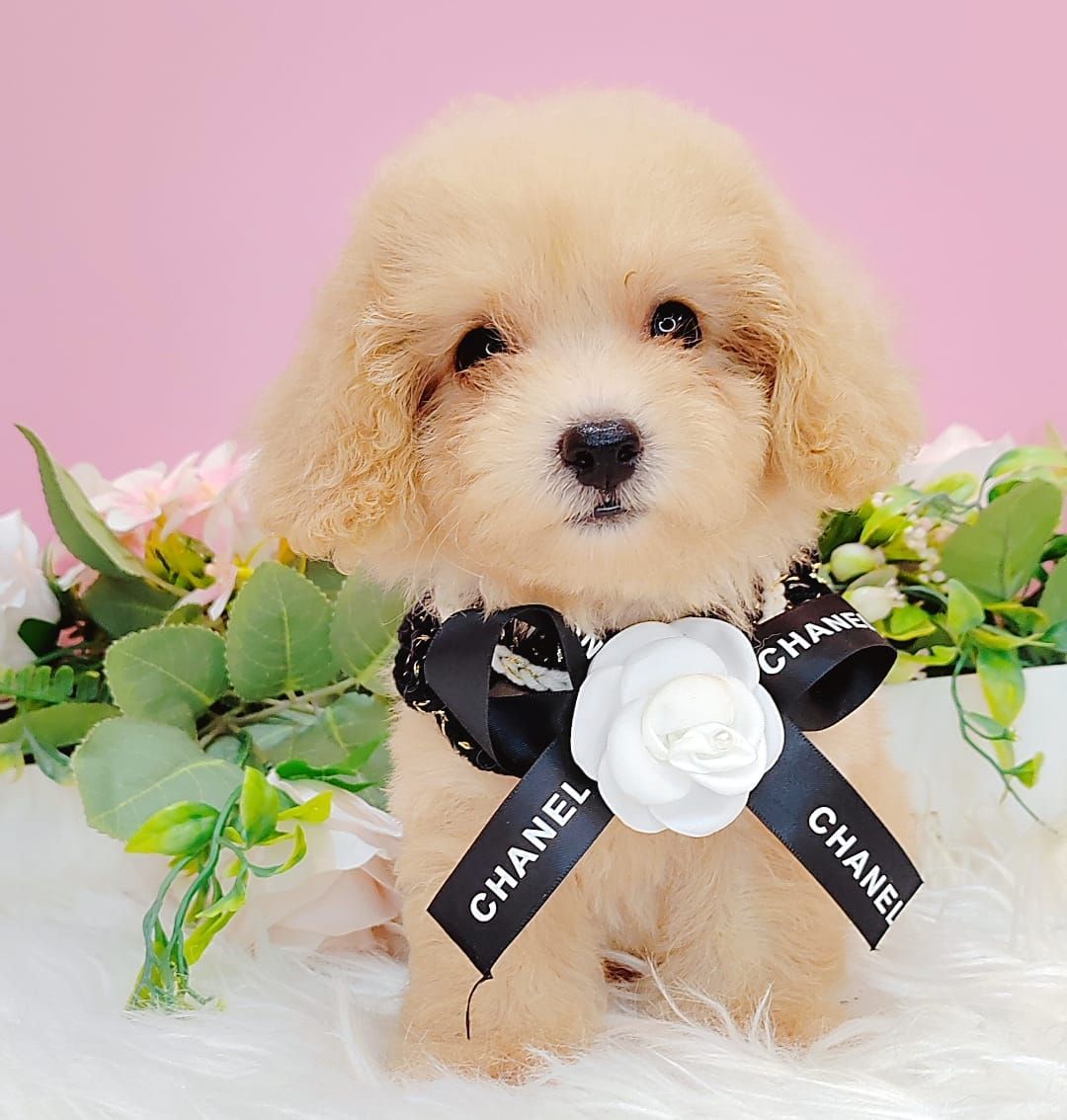 Poodle 娉拌开璐靛