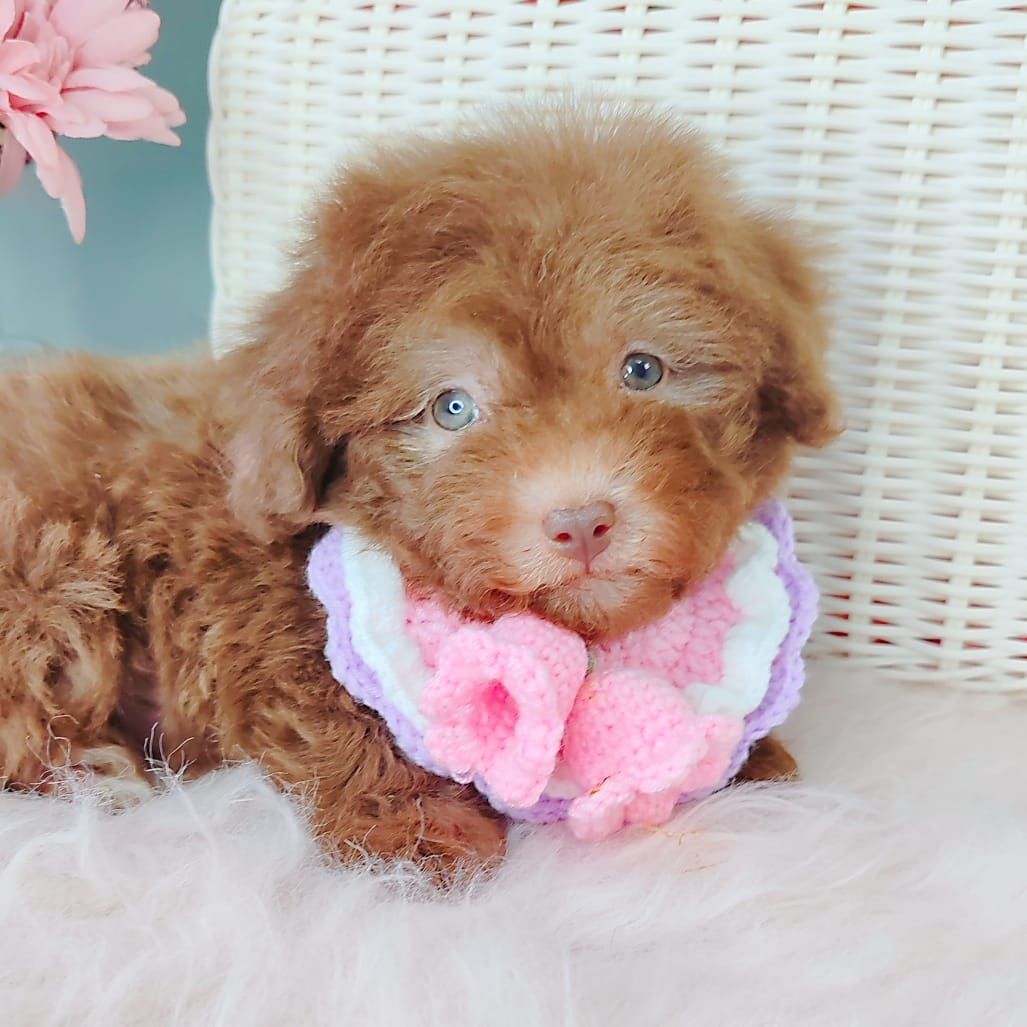 Poodle 娉拌开璐靛