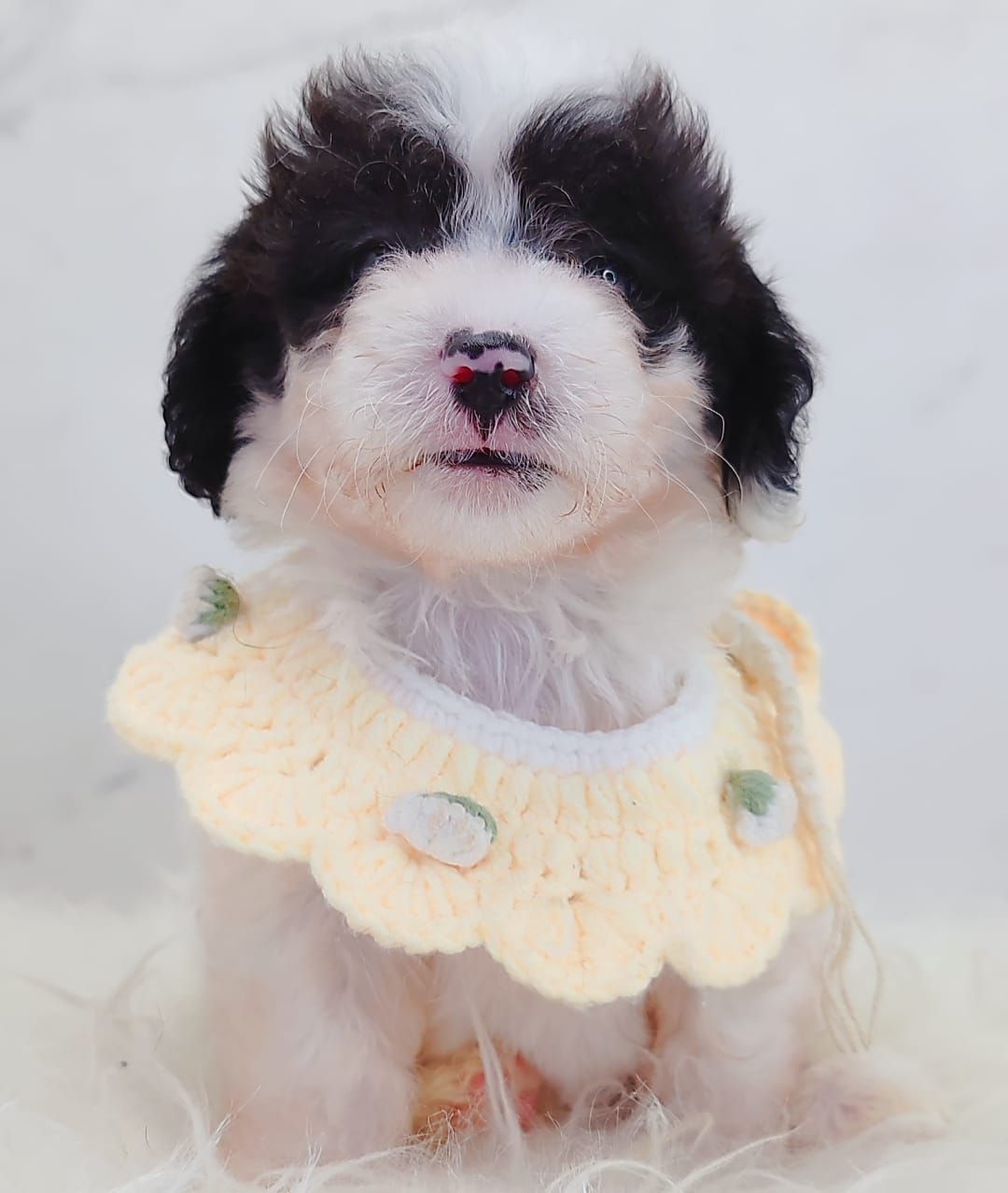Maltipoo 马尔泰迪