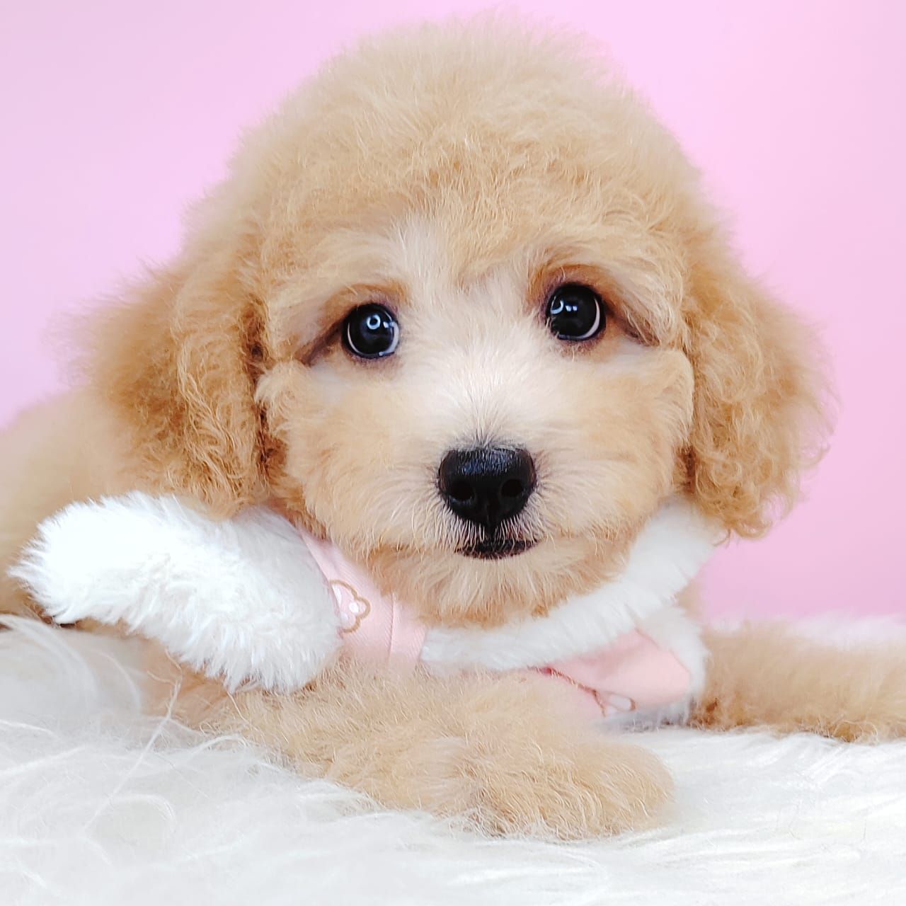 Poodle 娉拌开璐靛