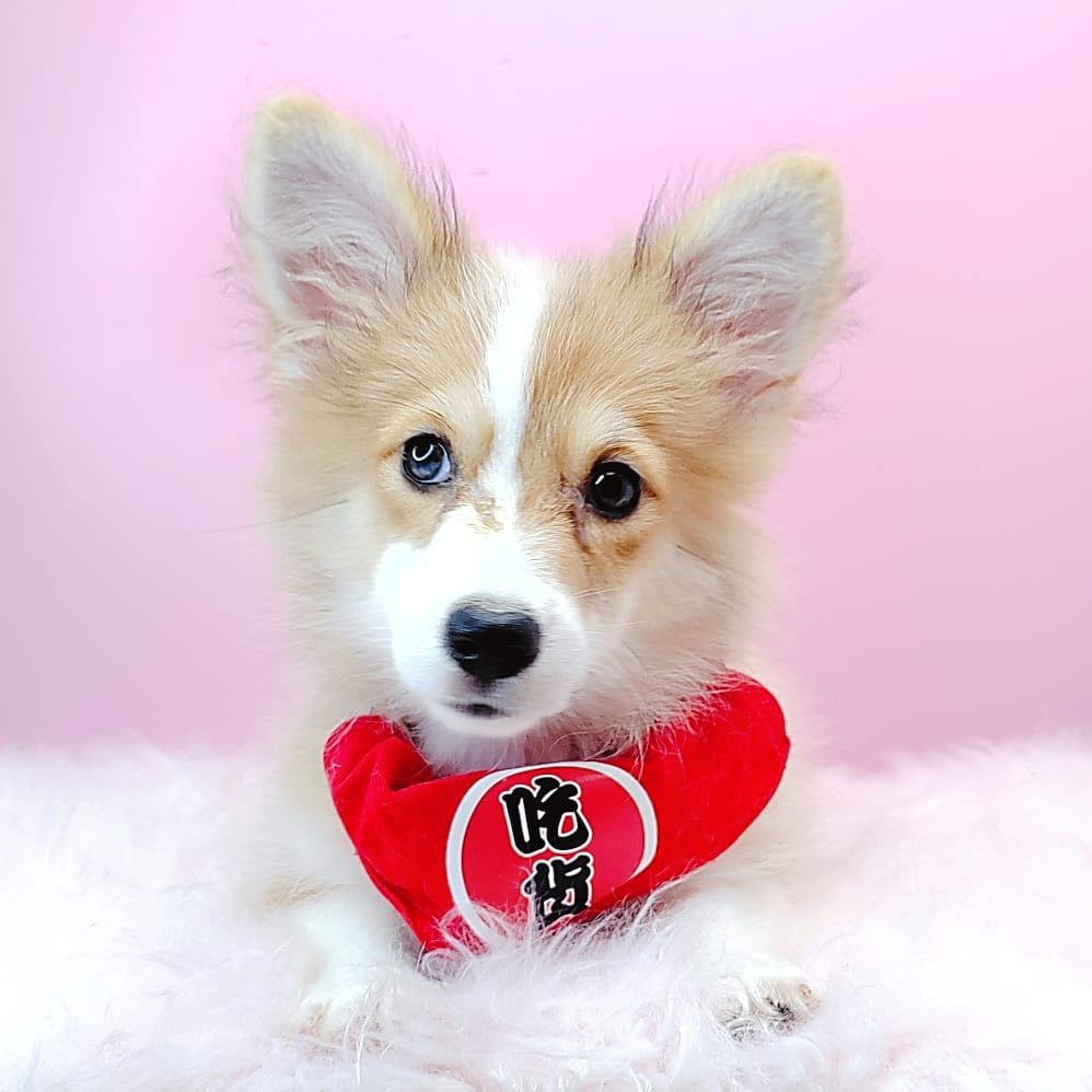Welsh Corgi 柯基