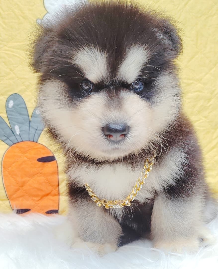 Alaskan Malamute 长毛哈士奇加阿拉斯加