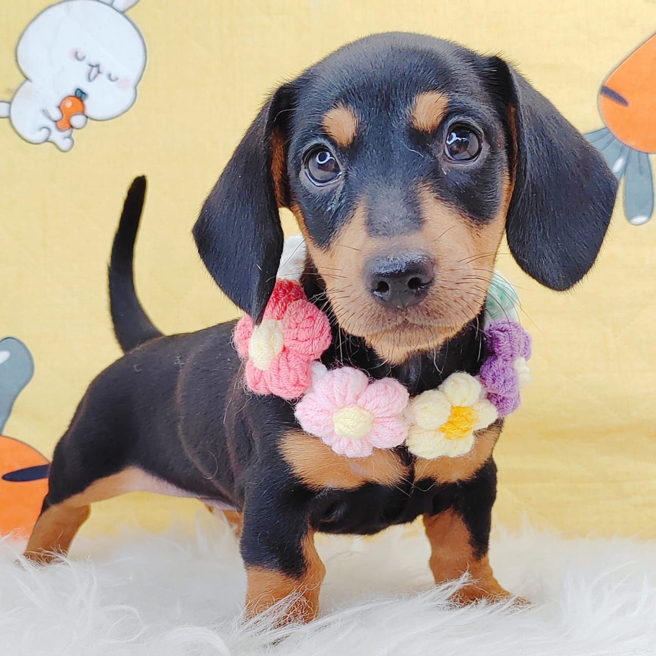 Dachshund 腊肠狗
