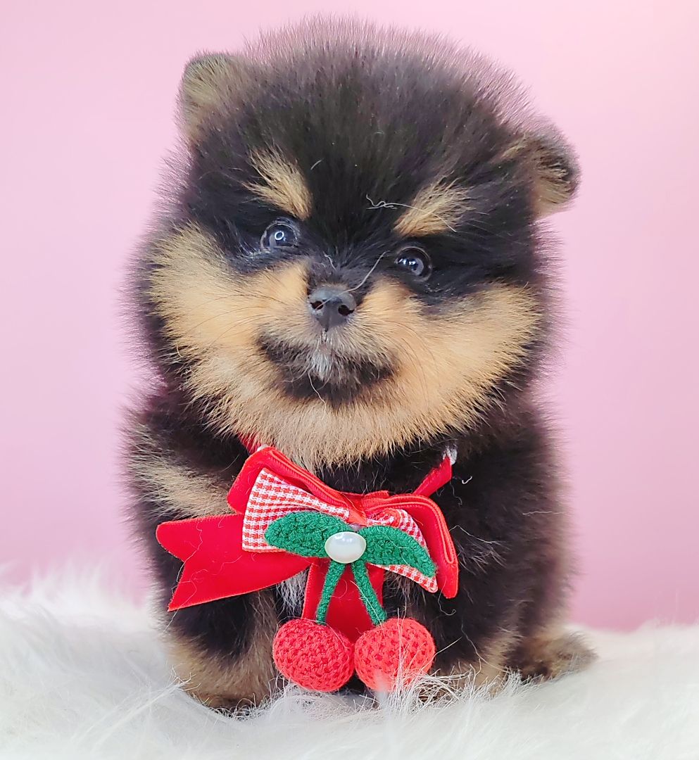 Pomeranian 博美