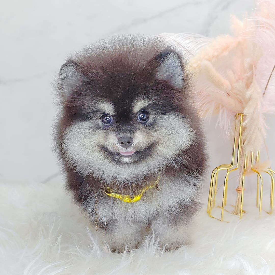 Pomeranian 博美