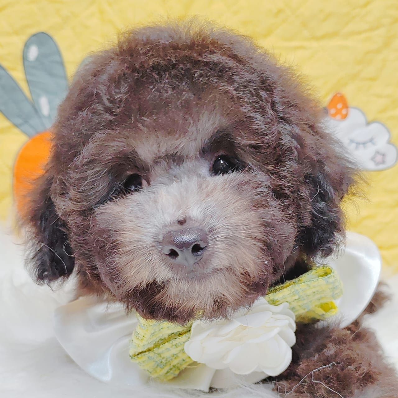 Poodle 娉拌开璐靛