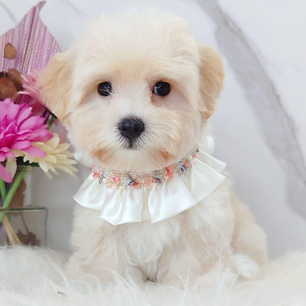Maltipoo 马尔泰迪