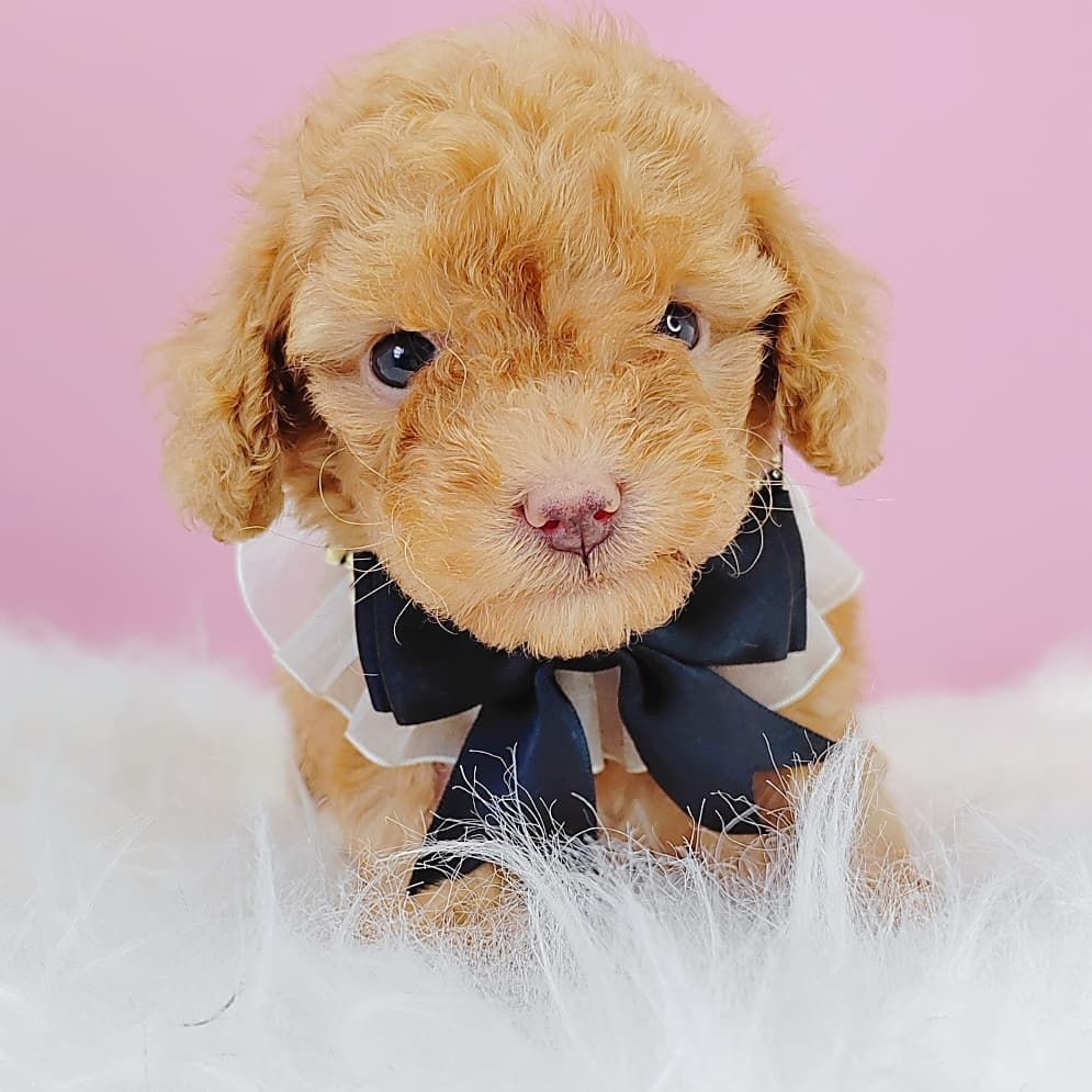 Poodle 娉拌开璐靛