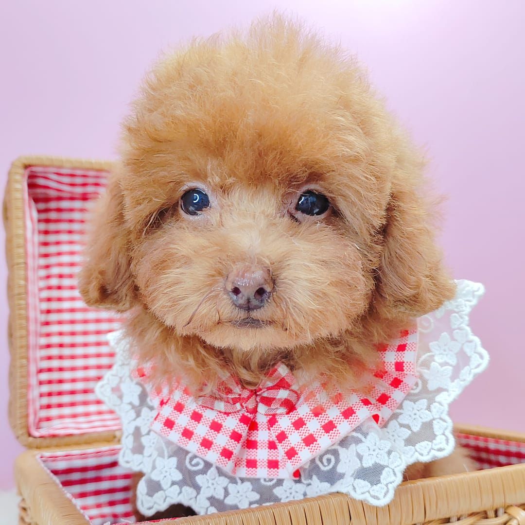 Poodle 娉拌开璐靛