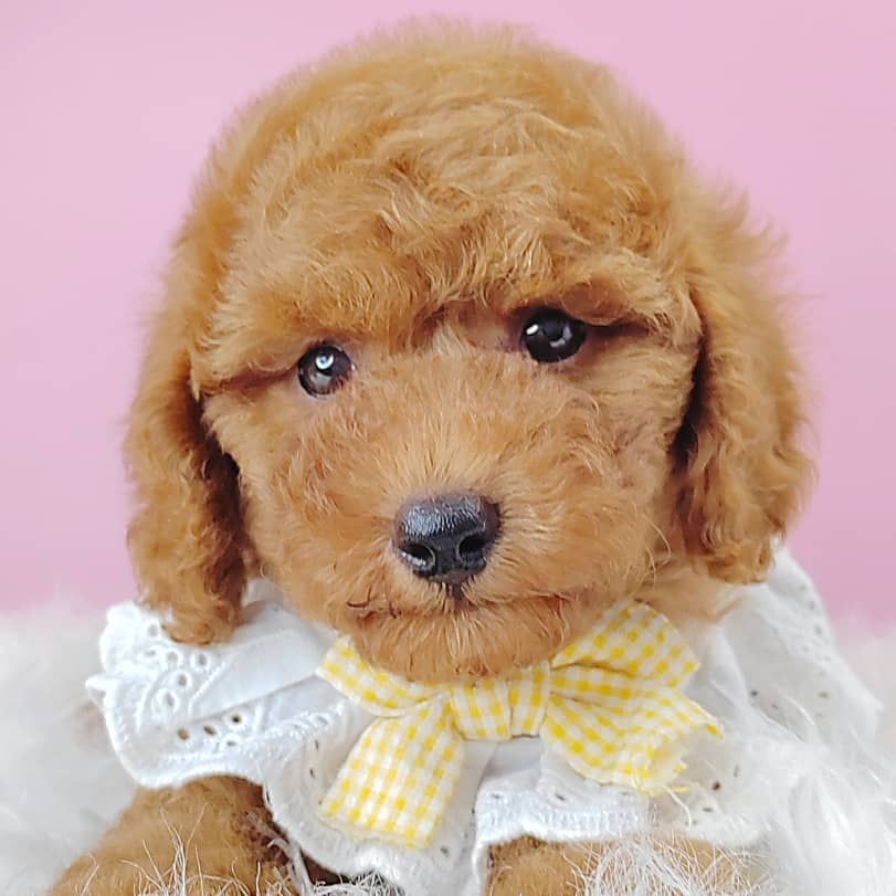 Poodle 娉拌开璐靛