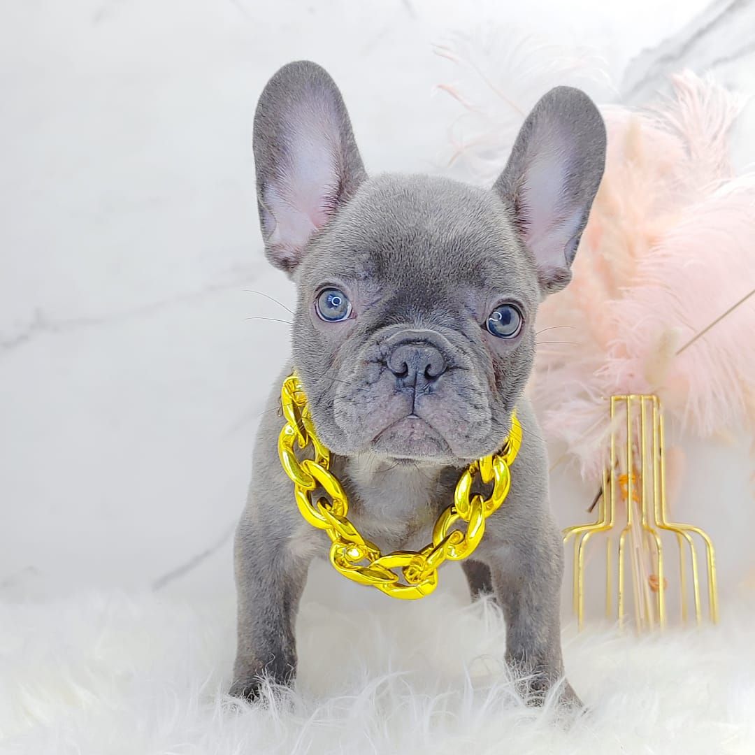 French Bulldog 法斗