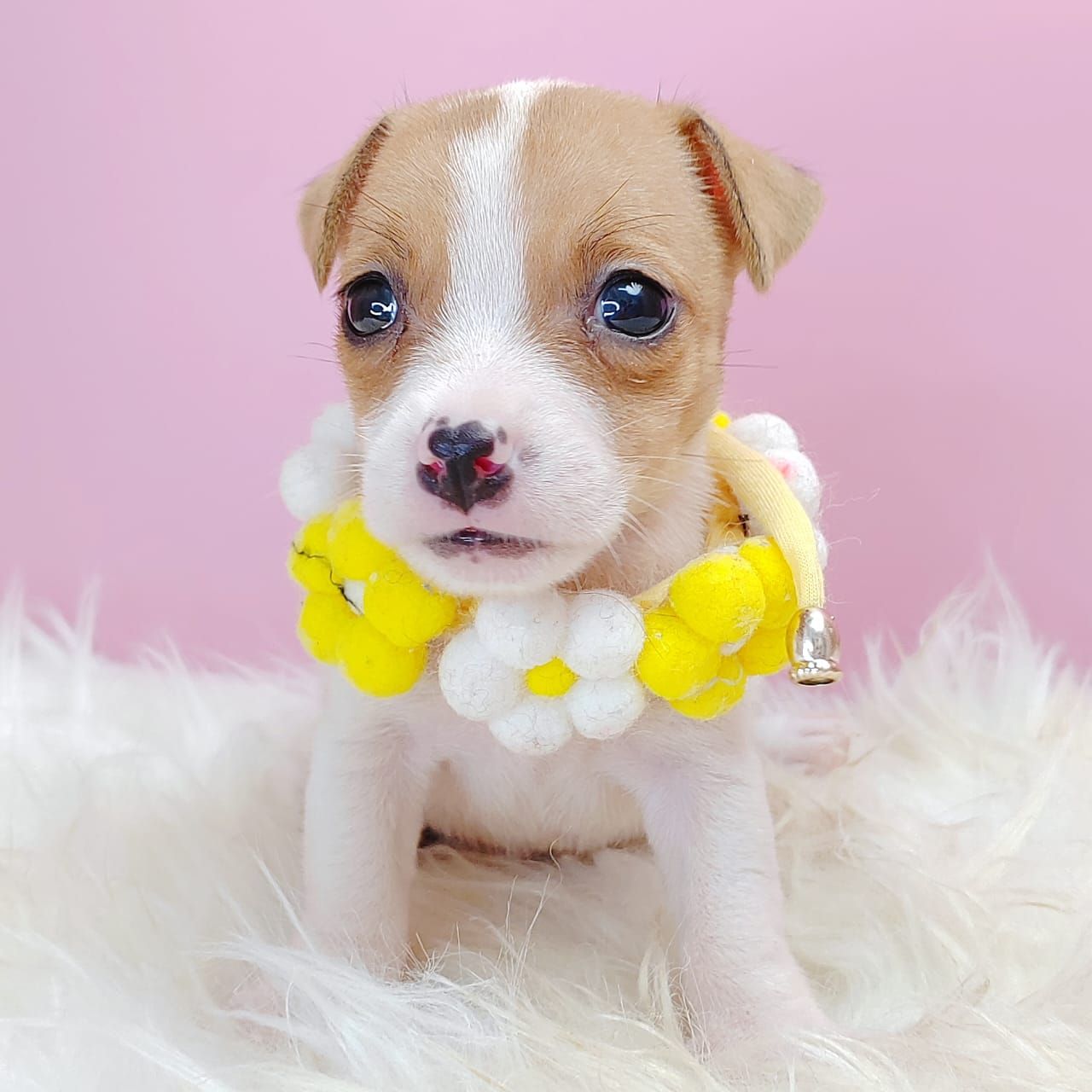 Jack Russell Terrier 杰克罗素梗