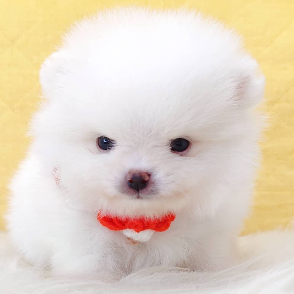 Pomeranian 博美